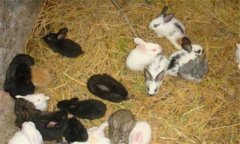 幼兔怎么養(yǎng)，飼養(yǎng)幼兔需注意什么？