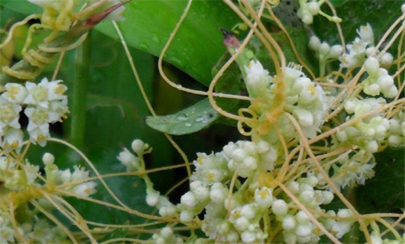 菟絲子有補(bǔ)肝養(yǎng)血、養(yǎng)精明目的功效