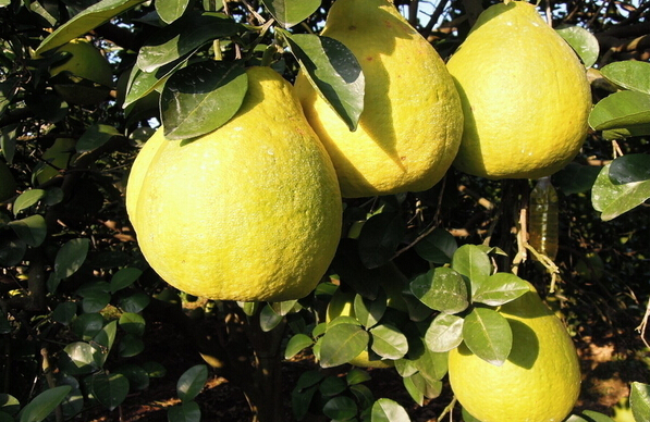 沙田柚的功效與作用 沙田柚的作用