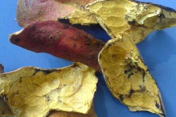 石榴皮的功效與作用及食用方法 石榴的作用