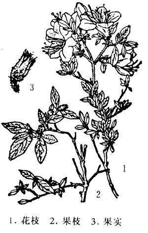 有關(guān)杜鵑花的醫(yī)學(xué)配方 杜鵑花的功效與作用