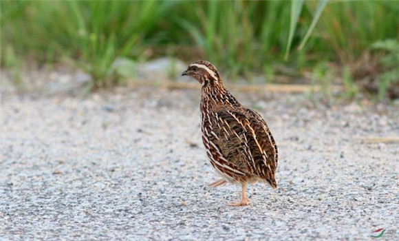 鵪鶉多大開(kāi)始下蛋