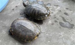 甲魚和王八一樣嗎？甲魚的生長(zhǎng)周期是多少天