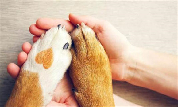 仔狗的運(yùn)動(dòng)、擦拭與修剪趾甲