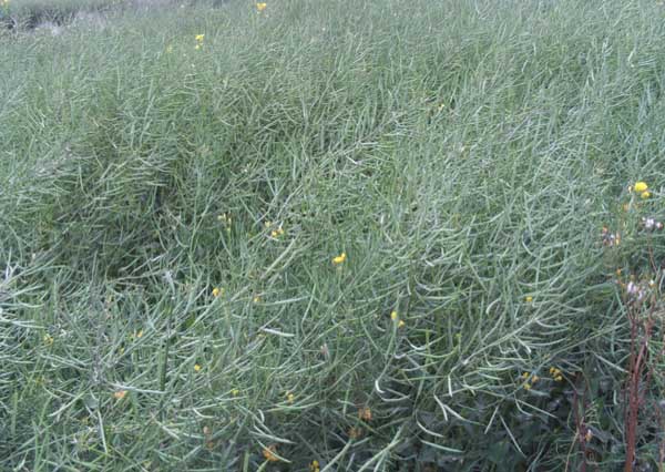 油菜籽的榨油過程 油菜種植方法