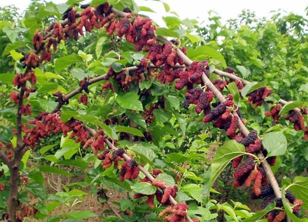 桑樹(shù)種植技術(shù) 其他果樹(shù)種植管理方法