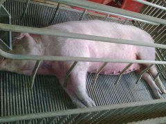 如何治療母豬子宮炎，防治措施有哪些？