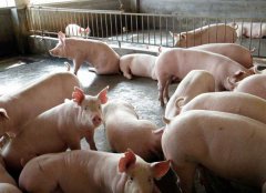 如何防治豬氣喘病，藥物預(yù)防和凈化方法簡介