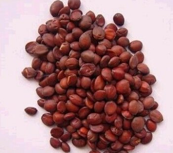 酸棗仁的功效與食用方法 酸棗仁的功效與作用