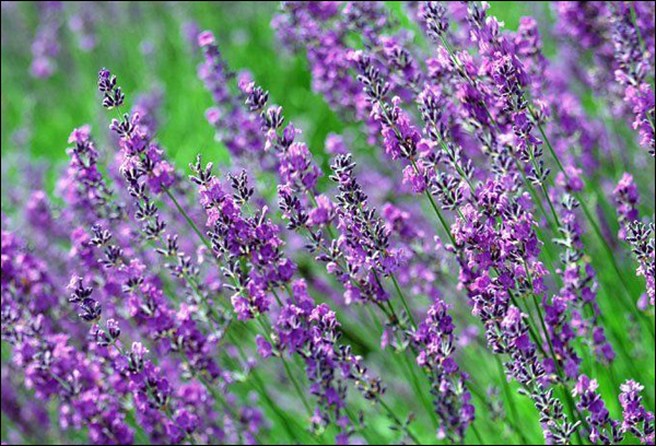薰衣草花期是什么時(shí)候 薰衣草什么時(shí)候開(kāi)花 花卉怎么養(yǎng)