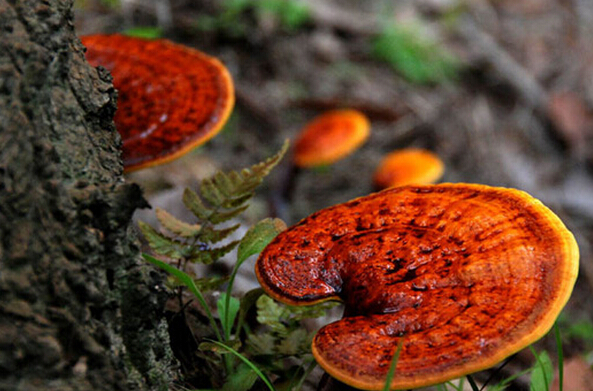 野生靈芝的功效 吃野生靈芝好嗎 靈芝的功效與作用