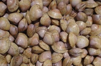 西施舌大規(guī)格苗種培育技術(shù) 西施舌育苗技術(shù)