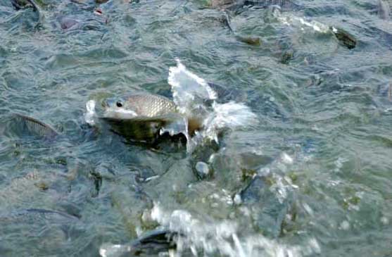 武昌魚(yú)的養(yǎng)殖條件