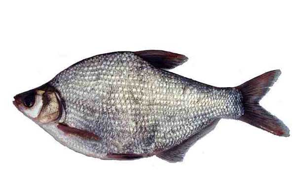 武昌魚(yú)的生活習(xí)性