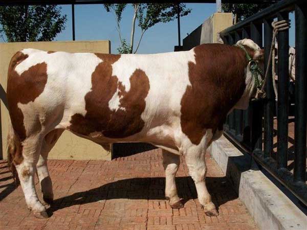 改良黃牛的基本原理有哪些? 黃牛養(yǎng)殖