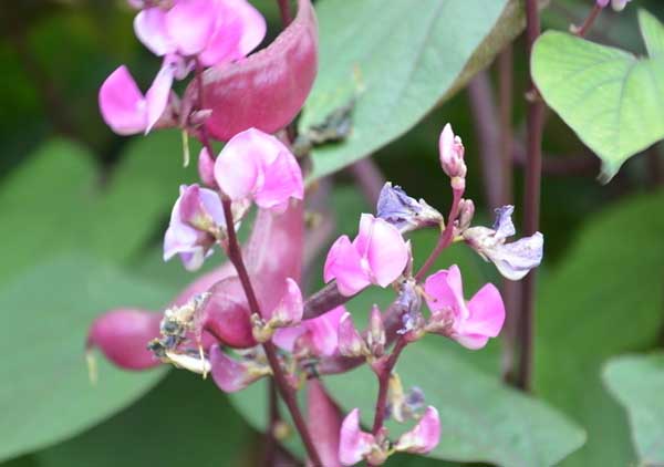 扁豆種植技術(shù) 扁豆種植技術(shù)