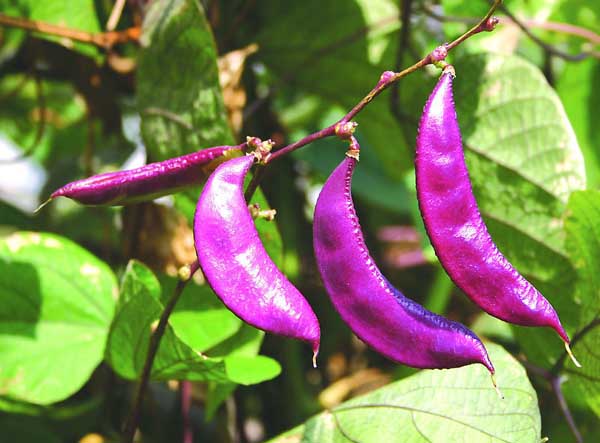 扁豆的營養(yǎng)價(jià)值 扁豆種植方法