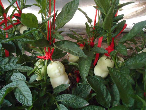 人參果的營養(yǎng)價(jià)值 人參果種植技術(shù)