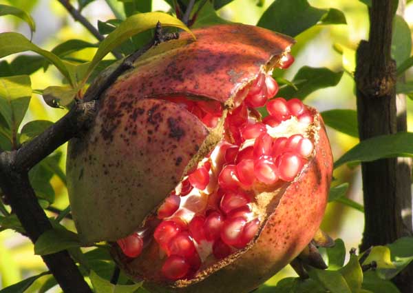 石榴的種植技術(shù) 石榴種植
