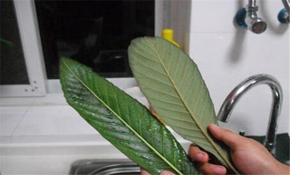 枇杷葉的用法、用量與禁忌