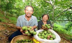 核桃的采收時(shí)間、采收方法 新摘核桃如何脫青皮