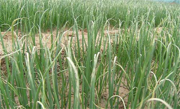 大蔥干尖是什么原因造成的