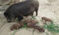 野豬和家豬能產(chǎn)生后代嗎？特種野豬的養(yǎng)殖方法