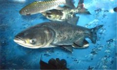 花鰱與白鰱的區(qū)別有哪些?花鰱養(yǎng)殖技術(shù)要點