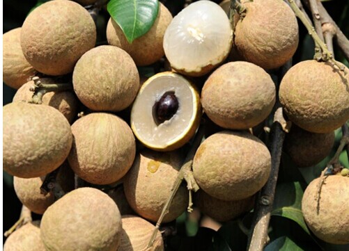 龍眼的功效與作用 龍眼的作用