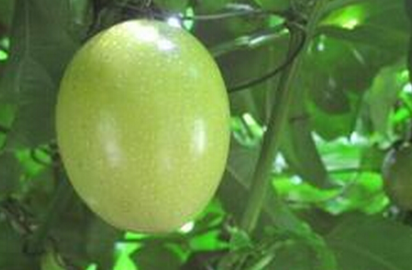 甜百香果的功效與作用 百香果的作用