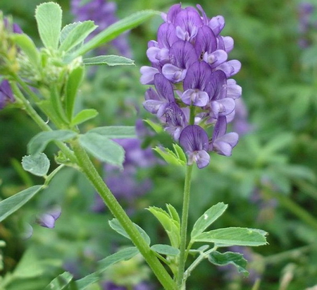 野菜苜蓿的營(yíng)養(yǎng)價(jià)值 苜蓿的功效與作用