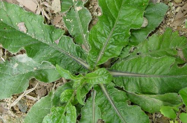 地膽草的功效與作用 地膽草的作用