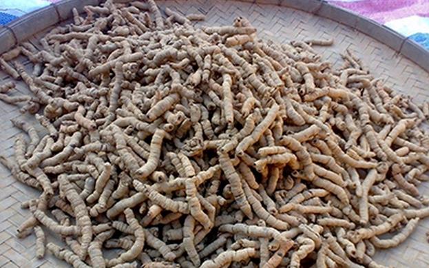 中藥巴戟天的功效與作用 巴戟天的作用與功效