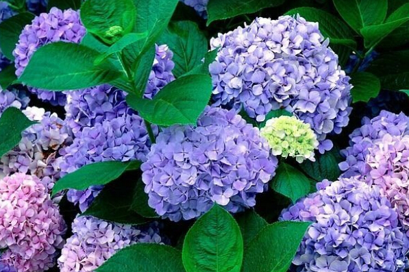 八仙花的功效與作用 八仙花的作用與功效