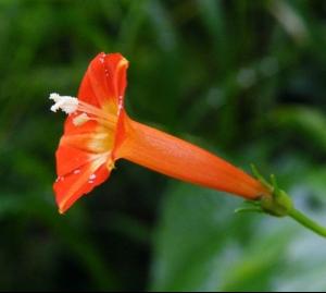 垂枝紅千層的功效與作用 紅千層的作用