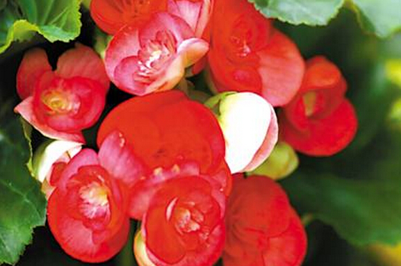 盆栽海棠花的種類圖片 海棠種植方法