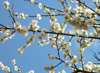 臘梅花的功效與營養(yǎng)價(jià)值 臘梅的功效與作用