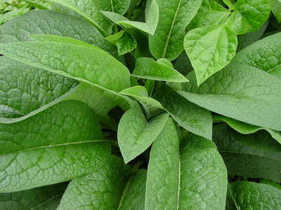 串葉松香草的功效與作用 花卉的作用