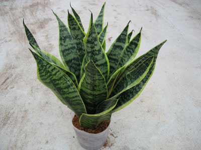 鶴望蘭的功效與作用 鶴望蘭的作用與功效