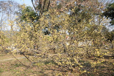 臘梅的功效 臘梅的營(yíng)養(yǎng)價(jià)值和藥用價(jià)值 臘梅的功效與作用