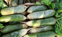 家庭如何保存胡蘿卜？教你怎樣貯藏蘿卜、胡蘿