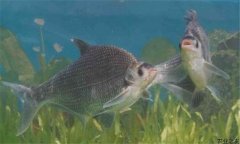 鳊魚(yú)在魚(yú)塘能自行繁殖嗎？鳊魚(yú)養(yǎng)殖要喂什么