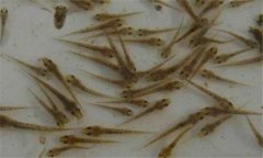 泥鰍喜歡吃什么餌料？泥鰍的生活環(huán)境及特點