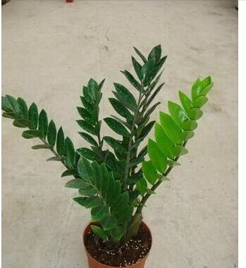 金錢樹如何養(yǎng) 金錢樹的養(yǎng)殖方法和注意事項 花卉種植方法