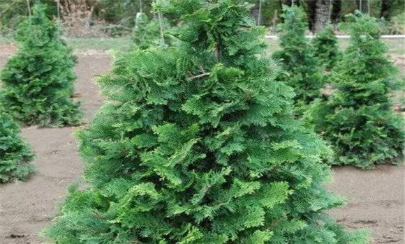 日本扁柏的變種、變型及品種