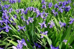 德國(guó)鳶尾的功效與作用