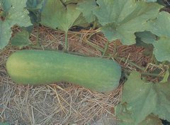 冬瓜要注意及時(shí)翻瓜、蓋瓜