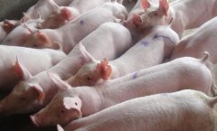 如何預防、防止仔豬下??？