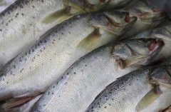 養(yǎng)殖三文魚的環(huán)境條件，三文魚苗種的放養(yǎng)要求