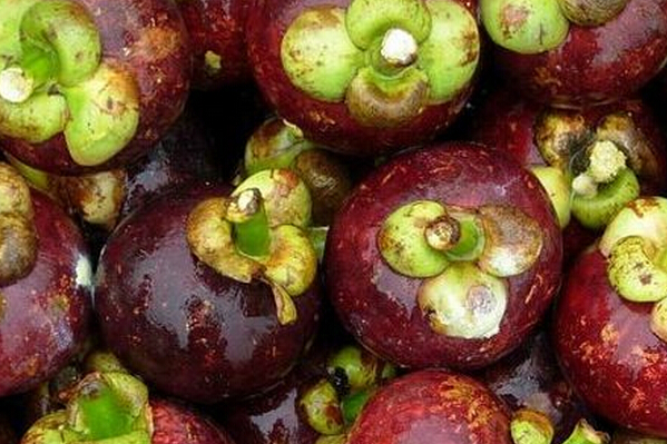 山竹的功效與禁忌 山竹的功效與作用